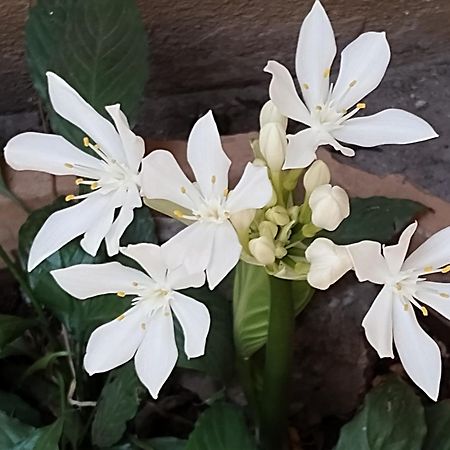 Madhav Bhavan Guest House Pune Zewnętrze zdjęcie