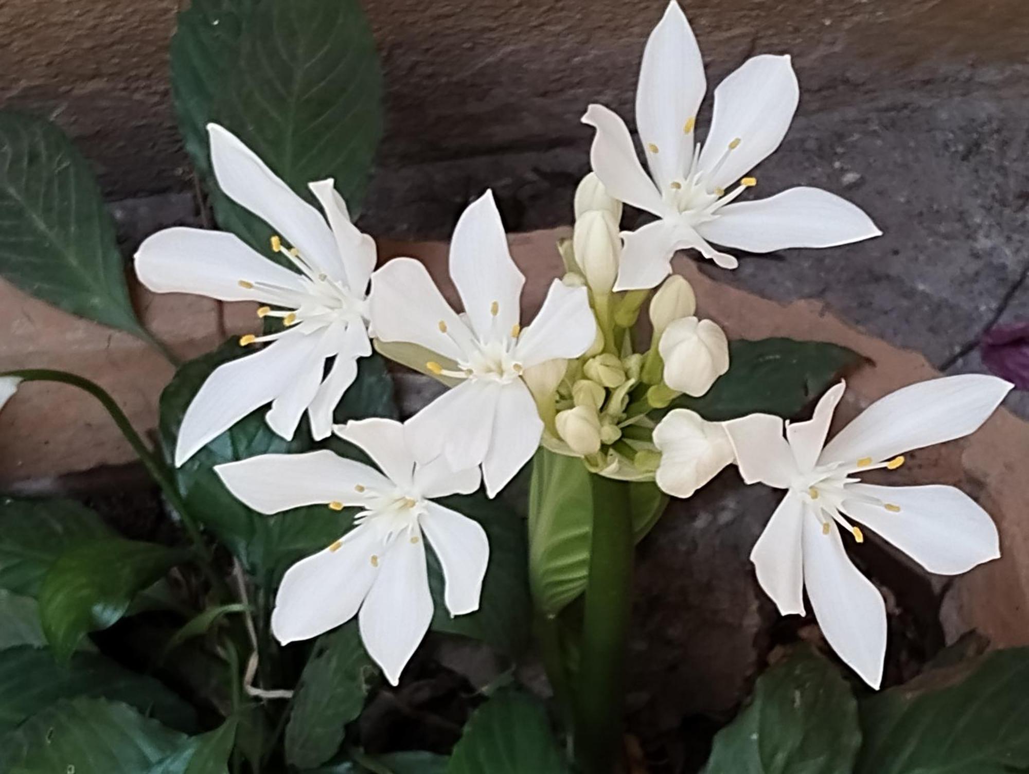 Madhav Bhavan Guest House Pune Zewnętrze zdjęcie
