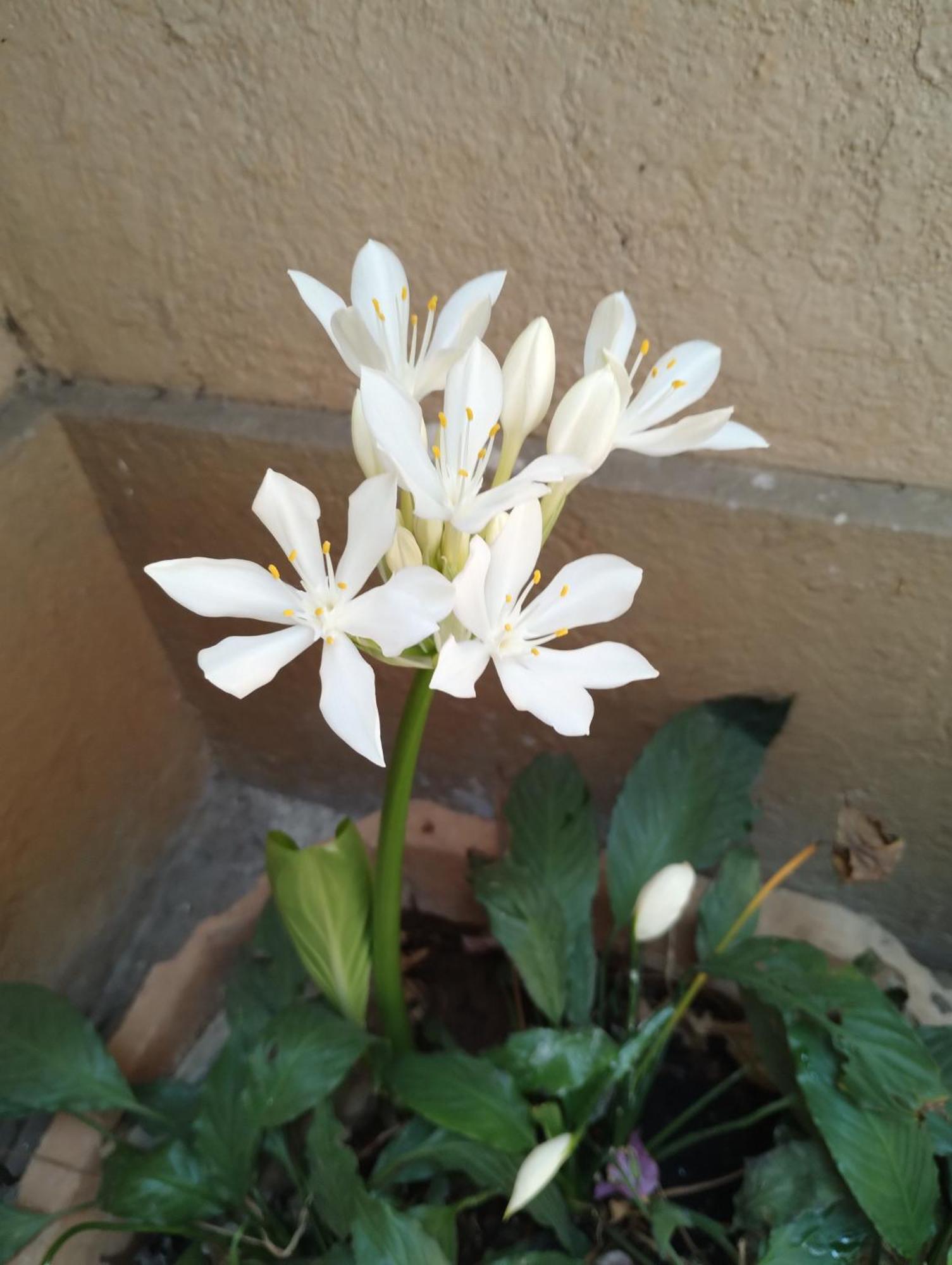 Madhav Bhavan Guest House Pune Zewnętrze zdjęcie